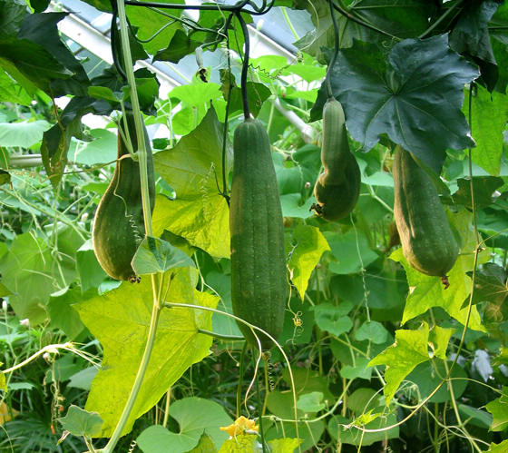 Bucha vegetal: Conheça mais sobre o fruto e dicas de cultivo