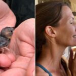 Passarinho volta todos os dias para visitar família que salvou sua vida