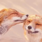 Belas fotos capturam raposas vermelhas em momentos de caloroso afeto
