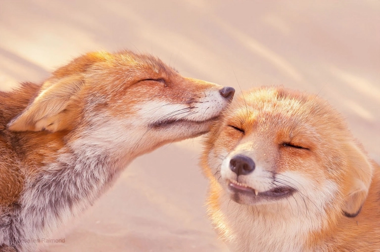 Belas fotos capturam raposas vermelhas em momentos de caloroso afeto