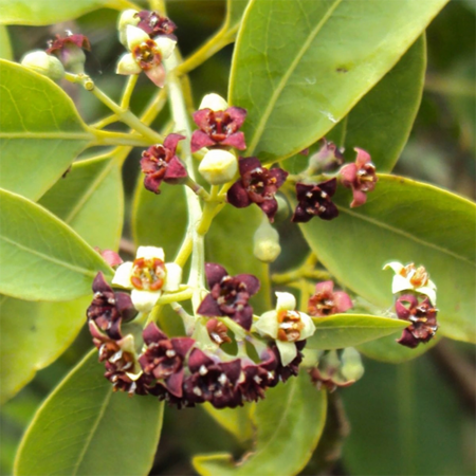 Aromaterapia: Sândalo e seus benefícios