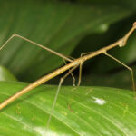 Bicho-pau: Características e curiosidades