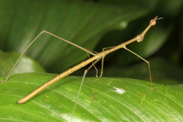 Bicho-pau: Características e curiosidades