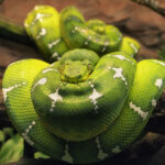 Conheça a Cobra-papagaio