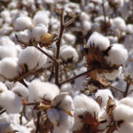 Óleo de algodão e seus benefícios