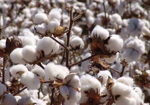 Óleo de algodão e seus benefícios