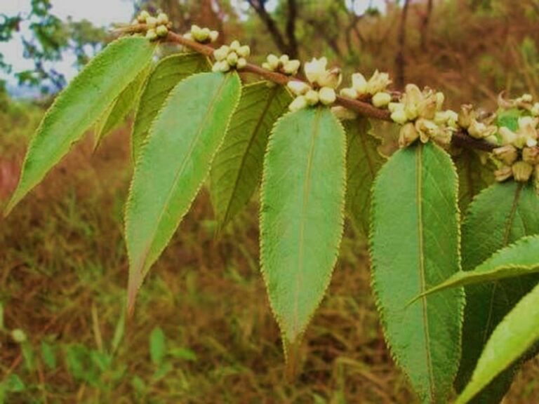 Guaçatonga