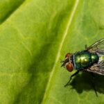 Saiba como evitar mosca-varejeira na sua cozinha