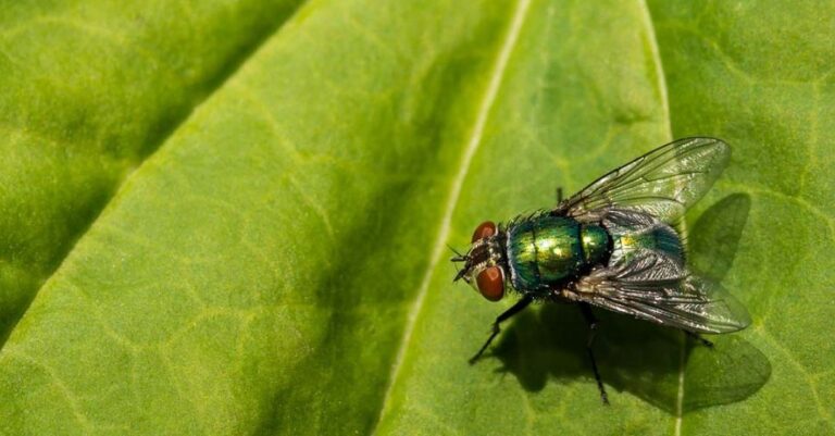 Saiba como evitar mosca-varejeira na sua cozinha