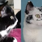 Gata Ellie muda de cor com o passar dos anos