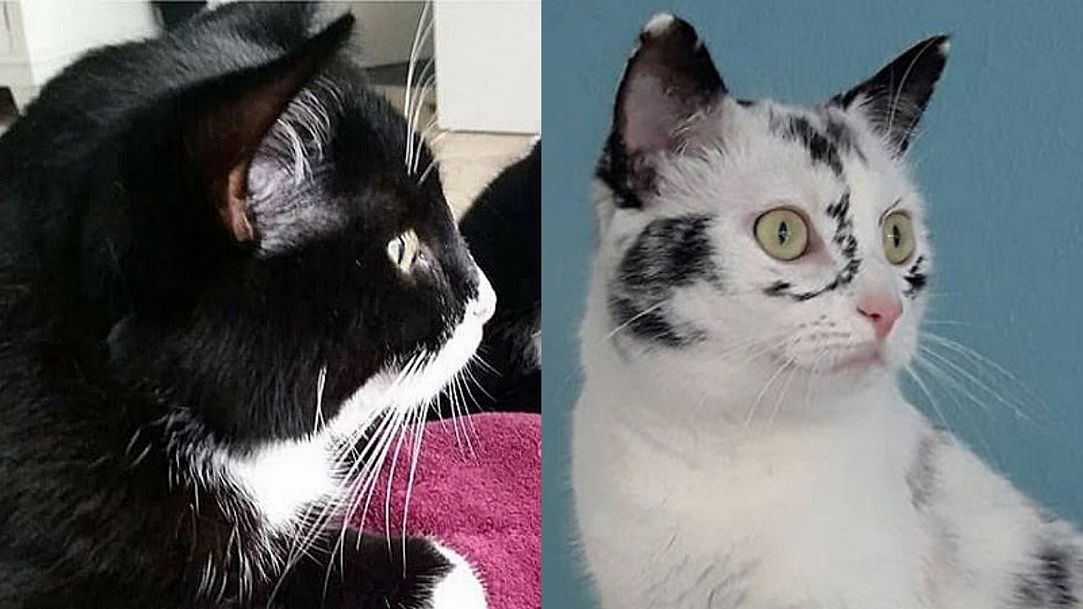 Gata Ellie muda de cor com o passar dos anos