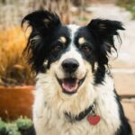Border collie pega ônibus sozinha de volta para casa