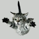Gatos e a síndrome da queda de grande altura