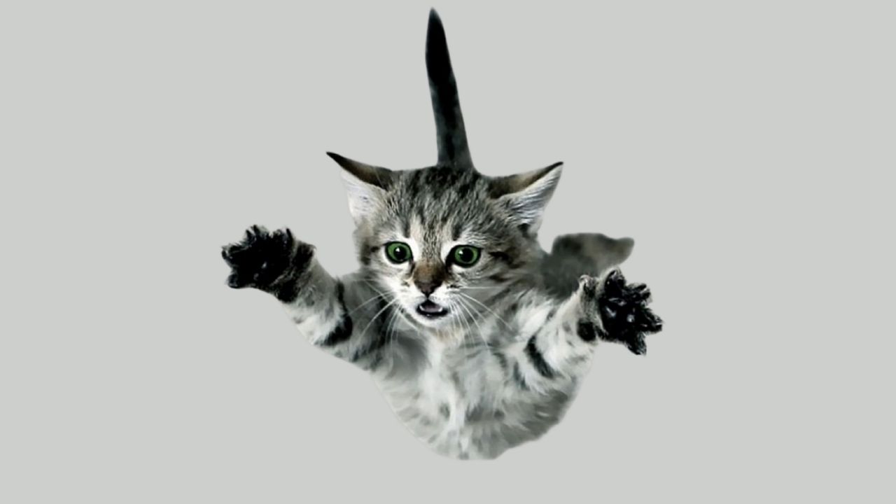 Gatos e a síndrome da queda de grande altura