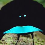 Essa Ave tem penas que absorvem 99,95% da Luz