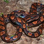 Conheça a Jiboia Arco-Íris, espécie rara da Amazônia