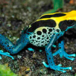 Conheça os exóticos sapos garimpeiros