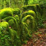 Curiosidades sobre os musgos (Briófitas)