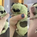 Cadela dá à luz filhote com pelo verde brilhante