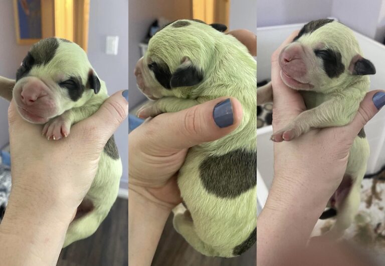 Cadela dá à luz filhote com pelo verde brilhante