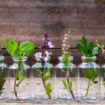 10 ervas para cultivar usando apenas água
