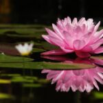 Flor de lótus: da sujeira surge a beleza