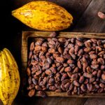 Óleo medicinal de cacau