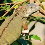 Conheça a Iguana-verde
