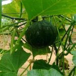 Aboboreira é a designação comum atribuída aos membros da espécie Cucurbita pepo, pertencente à família Cucurbitaceae e ao género Cucurbita. Esta espécie pertencem à mesma família que a melancia, o melão, a curgete entre muitos outros.