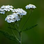 Achillea millefolium L.