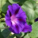 Flores roxas que energizam o ambiente