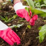 Passos para cultivar mais plantas a partir de estacas