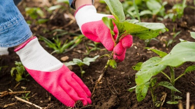 Passos para cultivar mais plantas a partir de estacas