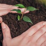 Técnicas de propagação das plantas