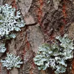 O que são os líquens?