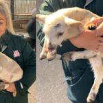 Cordeiro de 5 patas nasce em fazenda na Inglaterra