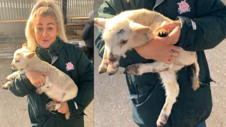 Cordeiro de 5 patas nasce em fazenda na Inglaterra