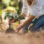 Escolhendo as plantinhas de acordo com a suas necessidades
