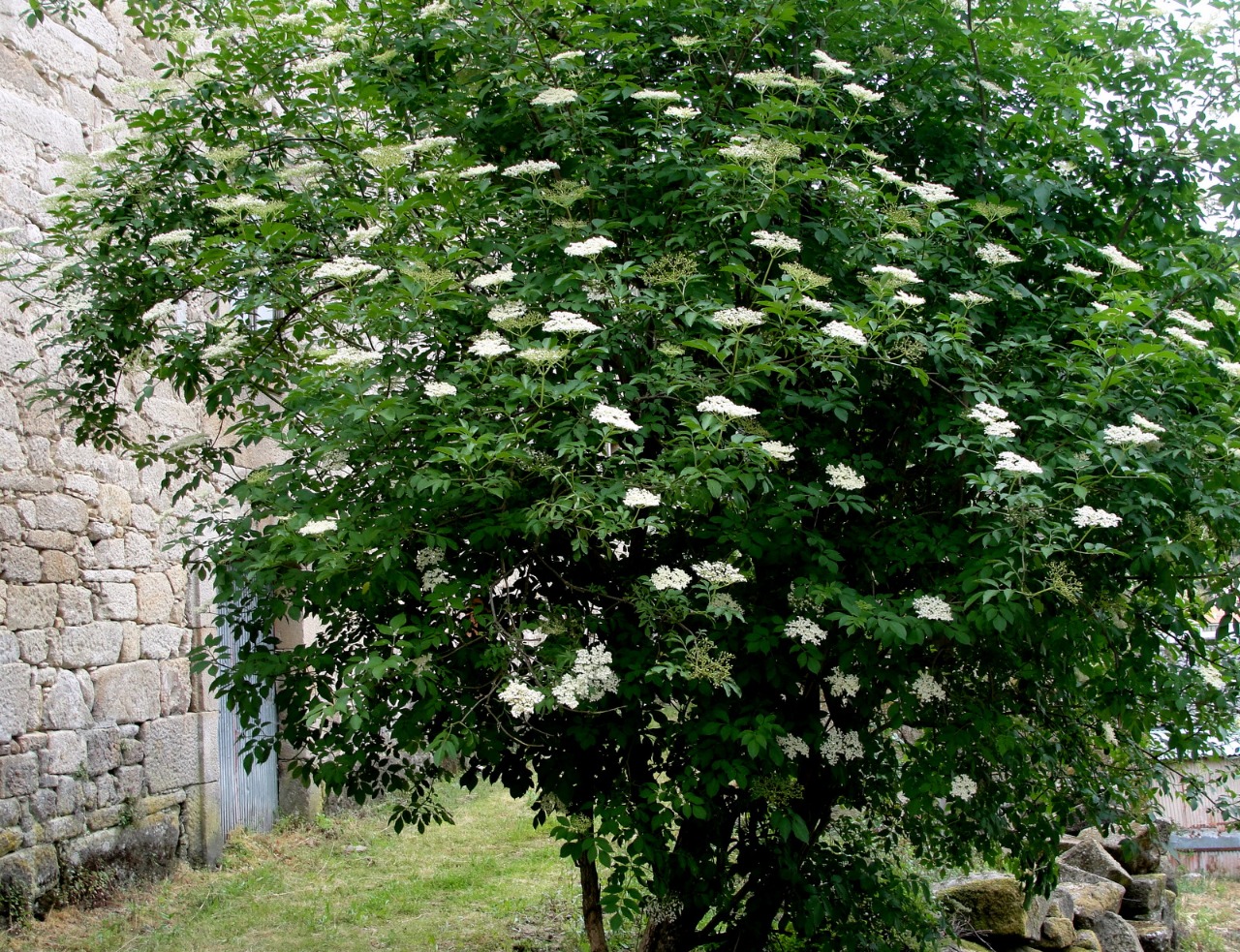 Sambucus nigra