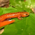 Salamandra: características, curiosidades e reprodução