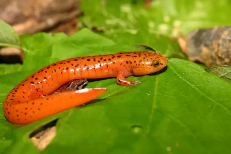 Salamandra: características, curiosidades e reprodução