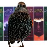 Pássaro canta música tema do filme Harry Potter