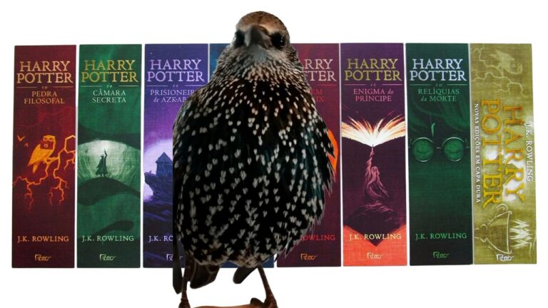 Pássaro canta música tema do filme Harry Potter