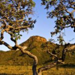 Biomas brasileiros: Cerrado