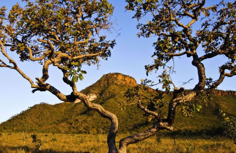 Biomas brasileiros: Cerrado