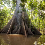 Biomas brasileiros: Amazônia
