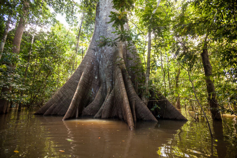 Biomas brasileiros: Amazônia
