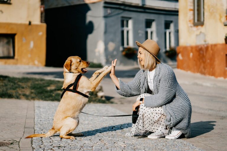 BH Empresa oferece vagas de emprego exclusivas para ‘pais e mães de pets’