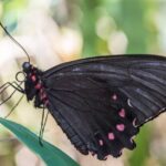 Ameaçada de extinção, borboleta é vista em Brumadinho após 10 anos