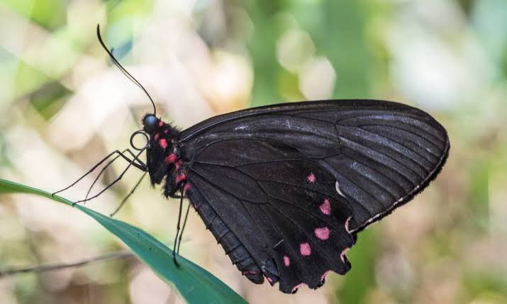 Ameaçada de extinção, borboleta é vista em Brumadinho após 10 anos